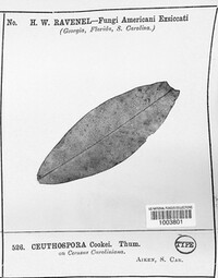 Ceuthospora cookei image